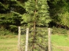 jfk-arboretum-24-9-2011-wollemia-nobilis-planted-2007-2-photo-jim-white
