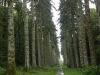 woodstock-inistioge-25-9-2011-abies-procera-glauca-avenue-in-downpour-88-trees-planted-1878-20-replacement-trees-2000-photo-jim-white