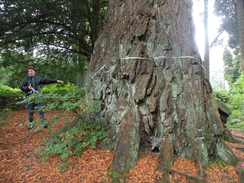 woodstock-inistioge-25-9-2011-sequoiadendron-giganteum-with-a-f-photo-jim-white