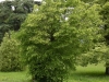 castle-leslie-16-6-2012-tilia-platyphyllos-laciniata-champion-tree-photo-jim-white