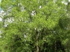 gosford-17-6-2012-quercus-x-hispanica-lucombeana-champion-tree-photo-jim-white