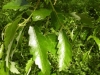 gosford-17-6-2012-quercus-x-hispanica-lucombeana-leaves-photo-jim-white