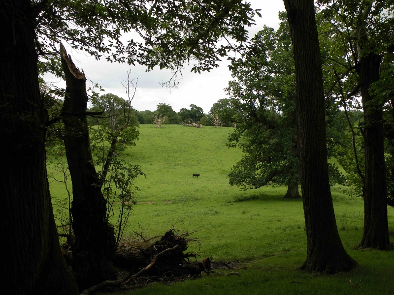 tynan-abbey-17-6-2012-fallen-trees-in-parkland-preserved-photo-jim-white