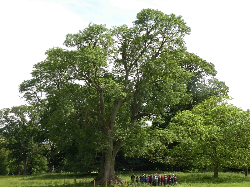 tynan-abbey-17-6-2012-fraxinus-excelsior-champion-tree-photo-jim-white