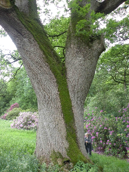 tynan-abbey-17-6-2012-quercus-robur-_-two-trunks-in-one-photo-jim-white