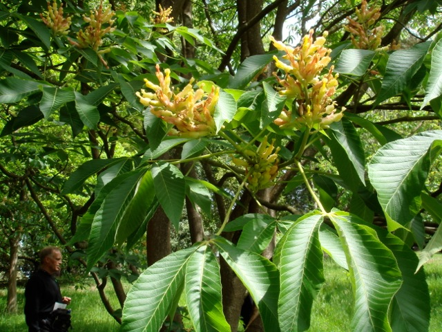 Aesculus - Hilliers