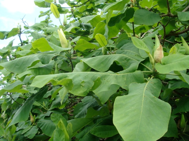 Magnolia macrophylla \'Ashei\' - Hilliers