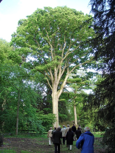 Westonbirt - exceptional oak
