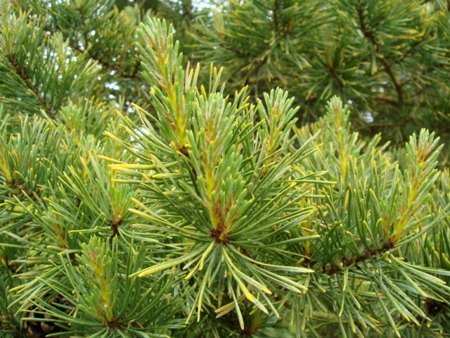 Pinus sylvestris \'Aurea\' Westonbirt School