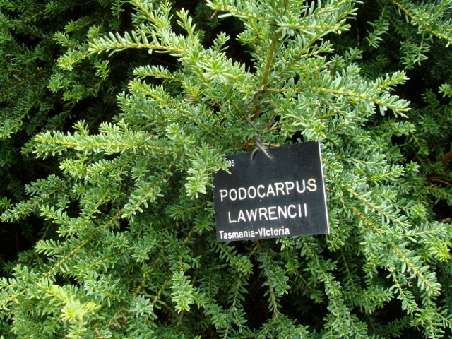 Pinus sylvestris \'Aurea\' Westonbirt School