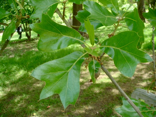 Quercus marilandica leaves - Hilliers