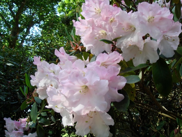Rhododendron loderi \'Elizabeth\'