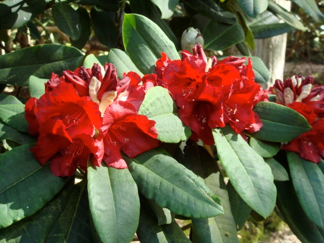 Rhododendron \'Leo\' - R.\'Britannia\' x R.elliottii - Exbury