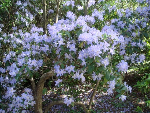 Rhododendron augustinii at Exbury