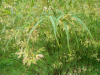 Acer palmatum \'Koto ne ito\' - Batsford
