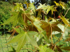 Acer serrulatum - Batsford