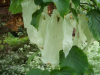 Davidia involucrata flowers - Batsford