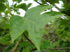  Liriodendron chinensis leaf