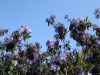 Rhododendron augustinii - Exbury