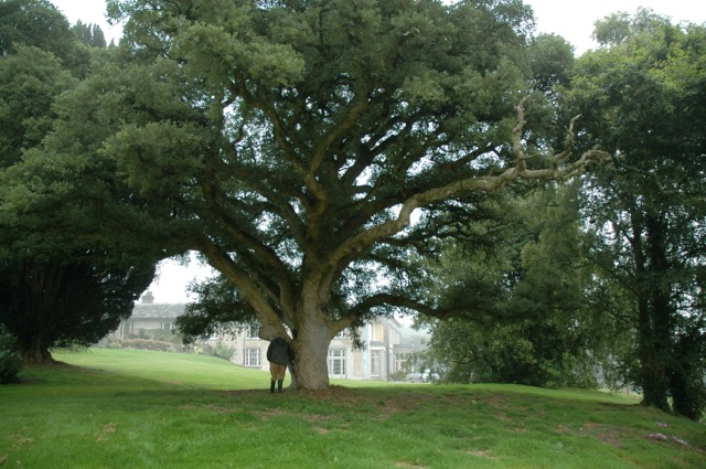 2nd biggest? Quercus suber  at Salterbridge
